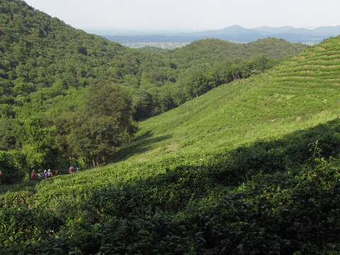 茶乡茶场