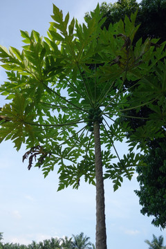 木瓜 木瓜树原植物