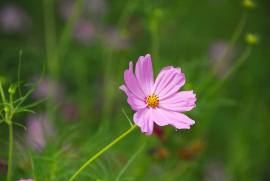 格桑花 波斯菊