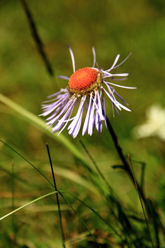 野雏菊