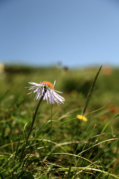 野雏菊