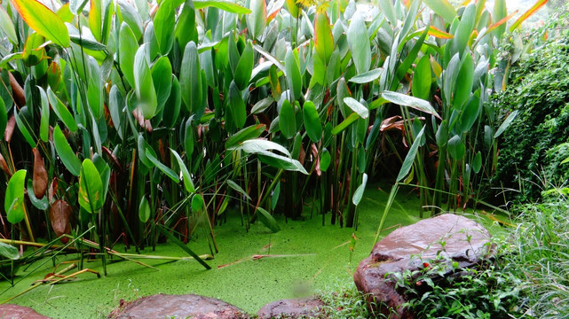 水草