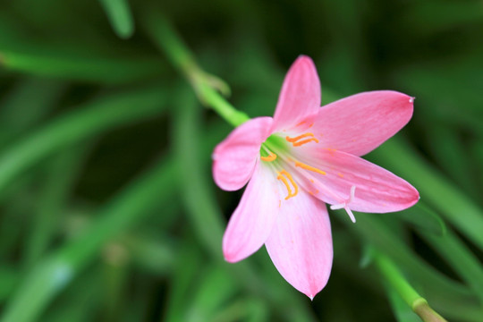 韭兰花 风雨兰 清新花卉