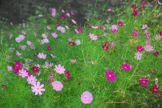 格桑花 波斯菊