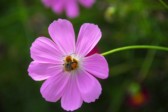 格桑花 波斯菊