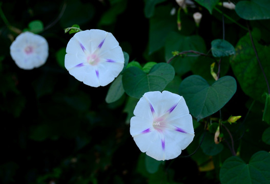 白色牵牛花