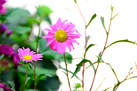 江西腊  七月菊