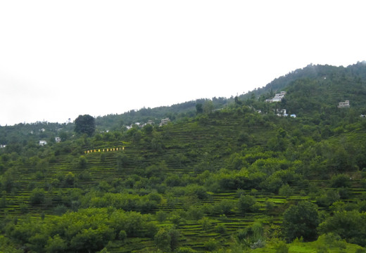 滇红花        凤庆茶山