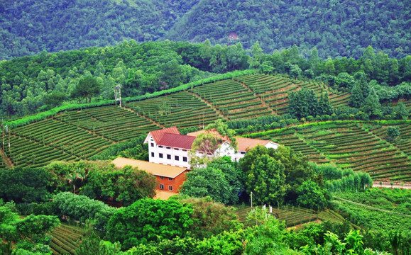 梅州雁南飞茶田景区