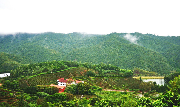 梅州雁南飞茶田景区