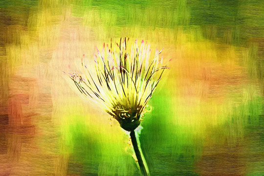花蕾 電腦油畫