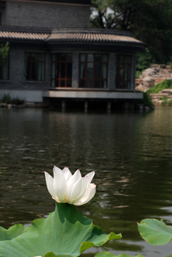 荷花  水景区 水面 荷叶