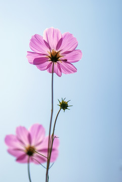 格桑花