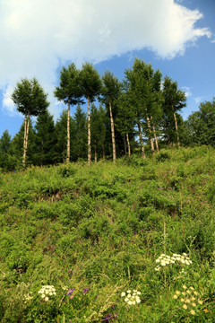 山里的小树林