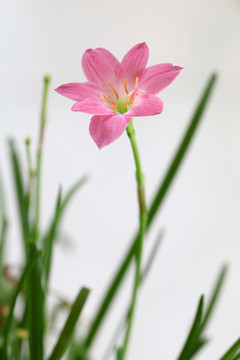 韭兰花 风雨兰 清新花卉