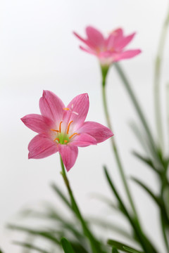 韭兰花 风雨兰 清新花卉