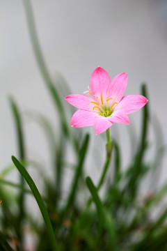 韭兰花 风雨兰 清新花卉