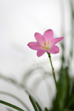 韭兰花 风雨兰 清新花卉