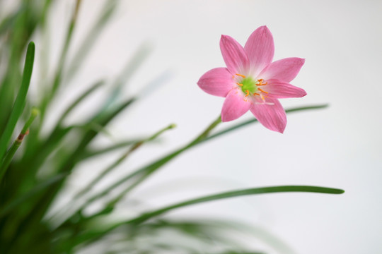 韭兰花 风雨兰 清新花卉