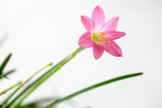 韭兰花 风雨兰 清新花卉