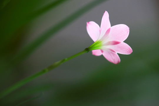 韭兰 兰花 花朵