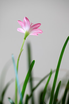 韭兰花 风雨兰 清新花卉