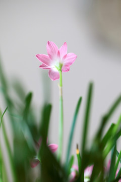 韭兰花 风雨兰 清新花卉