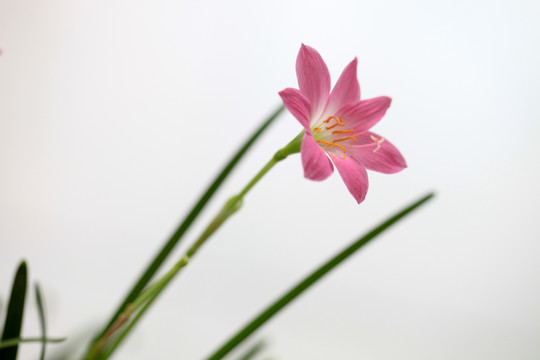 韭兰花 风雨兰 清新花卉