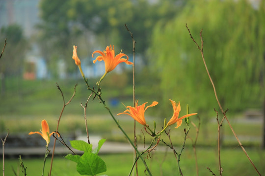 黄花菜