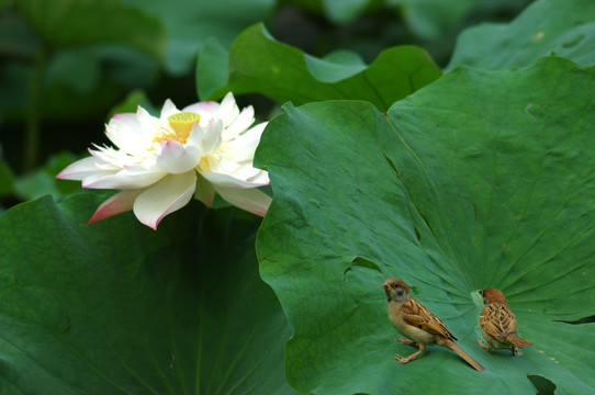 白色荷花与麻雀