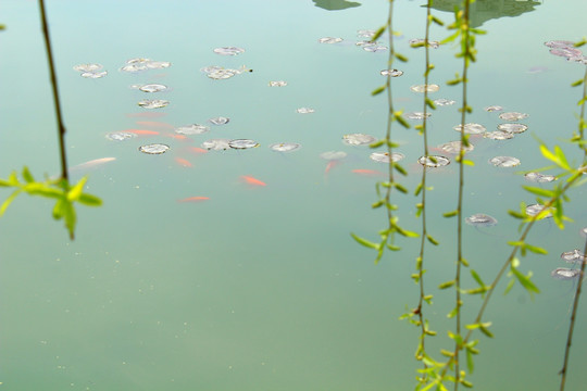 红鲤鱼 垂柳 湖面