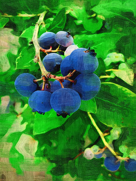 藍(lán)莓 電腦油畫