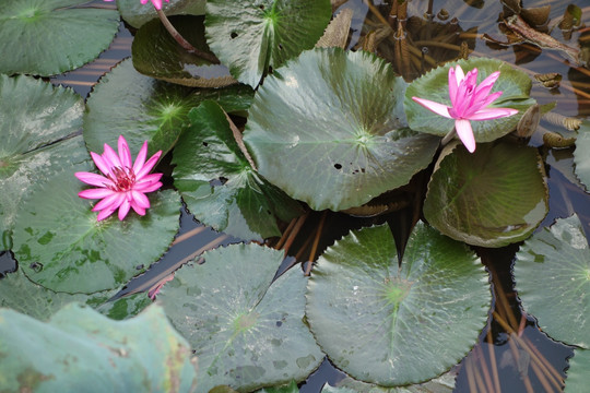 睡莲 子午莲 水芹花