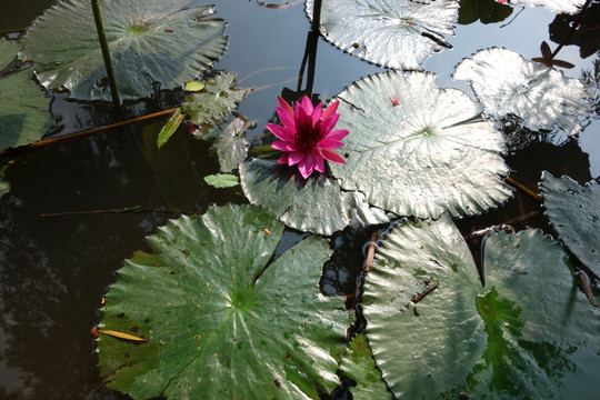 睡莲 子午莲 水芹花