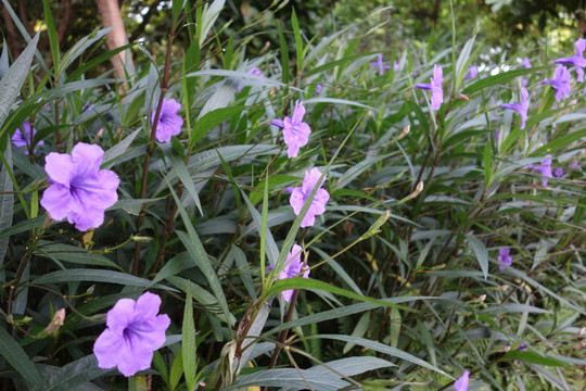 牵牛花 紫色花 喇叭花