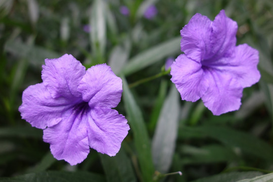 牵牛花 紫色花 喇叭花