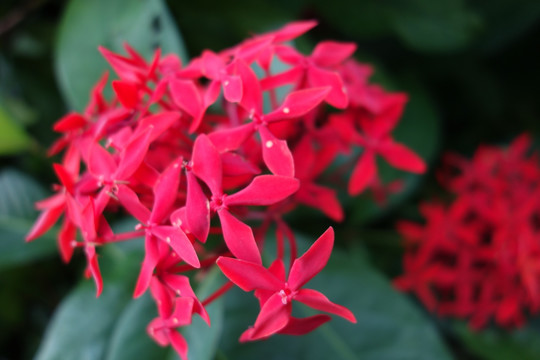 龙船花 红花