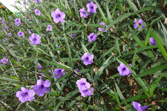 牵牛花 紫色花 喇叭花