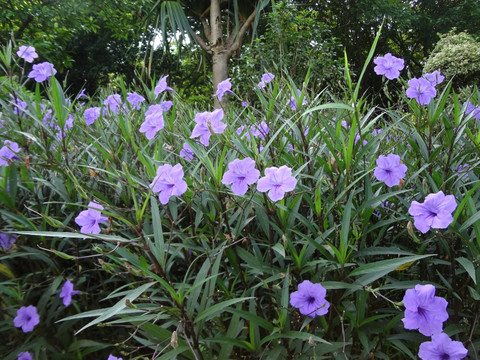 牵牛花 紫色花 喇叭花