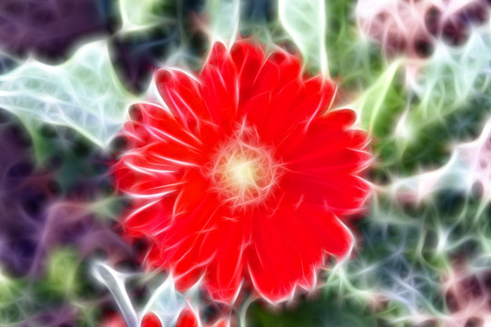 抽象畫 菊花