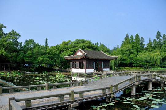 杭州 西湖 曲院风荷 早晨