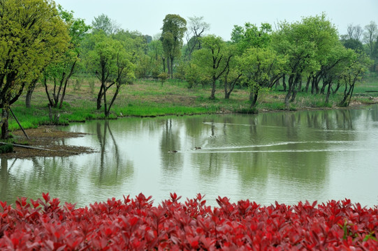 杭州 西溪 春季 湿地 公园