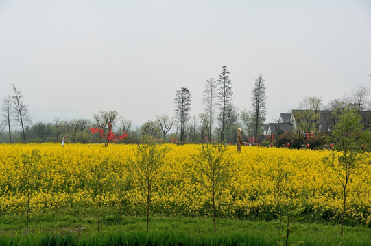 杭州 西溪 春季 油菜花 湿地