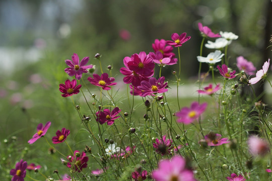 波斯菊 扫帚梅 格桑花 高清