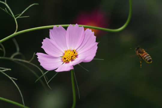 波斯菊 扫帚梅 格桑花 高清