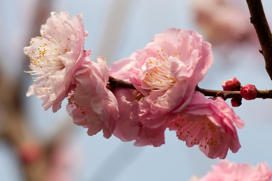 梅花 花朵 花卉 花枝 花蕊