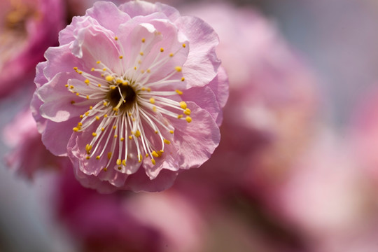 梅花 花朵 花卉 花枝 花蕊