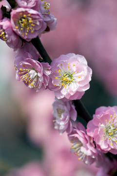 梅花 花朵 花卉 花枝 花蕊