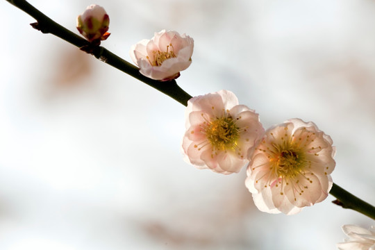 梅花 花朵 花卉 花枝 花蕊