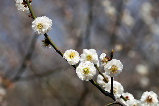 梅花 花朵 花卉 花枝 花蕊